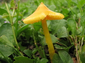 Hygrocybe acutoconica