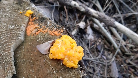 Dacrymyces stillatus