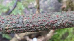 Thyronectria sinopica