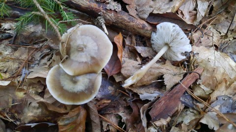 Rhodocollybia butyracea