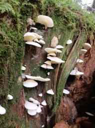 Pleurocybella porrigens