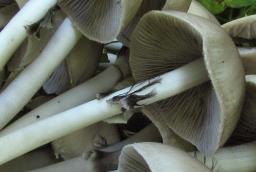 Psathyrella leucotephra