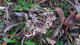 Clavulina cinerea