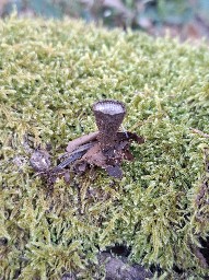 Cyathus striatus