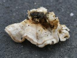 Osteina undosa
