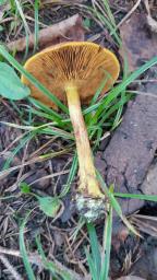 Cortinarius croceus