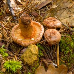 Lactarius quietus