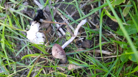 Panaeolina foenisecii