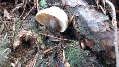 Tricholoma saponaceum