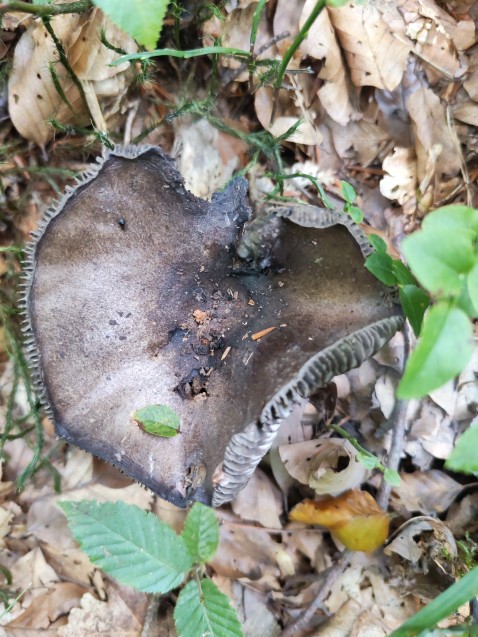 Russula nigricans