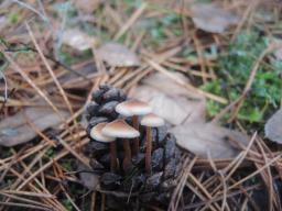Auriscalpium vulgare