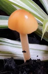 Lactocollybia cycadicola