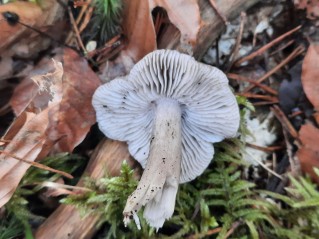 Tricholoma sciodes