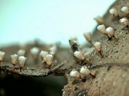 Craterium leucocephalum