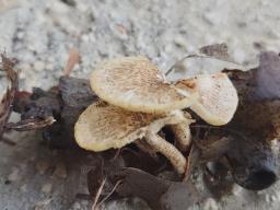 Lentinus tigrinus