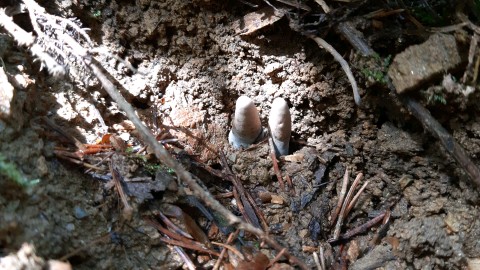 Xylaria hypoxylon
