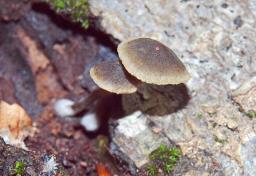 Simocybe centunculus
