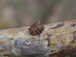 Exidia saccharina