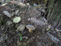 Hortiboletus engelii