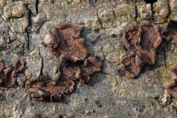 Hypoxylon cercidicola