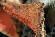 Pycnoporus cinnabarinus