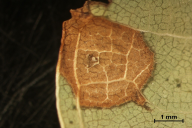 Sphaerulina quercicola