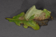 Orchestes quercus