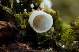 Chromocyphella muscicola