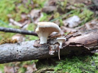 Panus neostrigosus