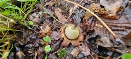 Geastrum saccatum var. saccatum