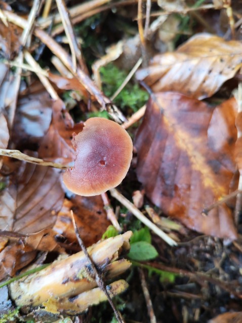 Macrocystidia cucumis