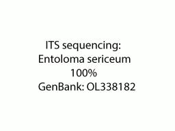 Entoloma sericeum