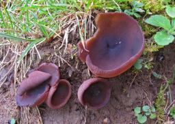 Geoscypha violacea