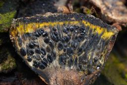 Camaropella lutea