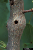 Saperda populnea