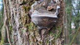 Phellinus tremulae
