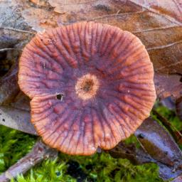 Gymnopus foetidus