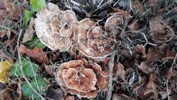 Abortiporus biennis