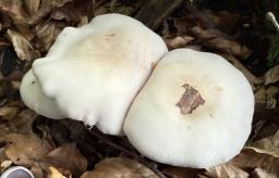 Lepista glaucocana
