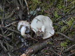 Pholiota lenta