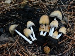 Coprinellus bipellis