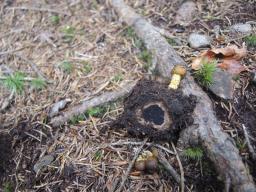 Tolypocladium capitatum