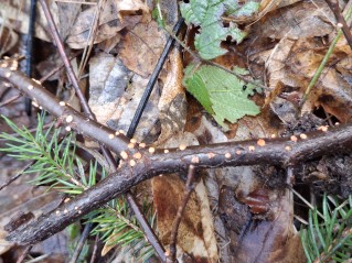 Nectria cinnabarina