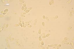 Arrhenia