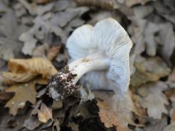 Tricholoma basirubens