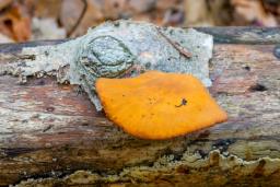 Cerioporus varius