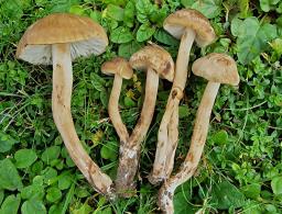 Hygrocybe ingrata