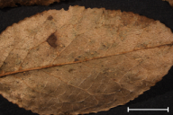 Naohidemyces vacciniorum