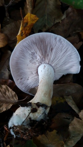 Lepista glaucocana