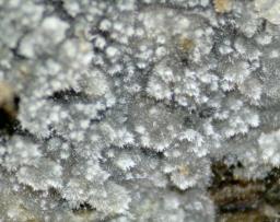 Scopuloides rimosa